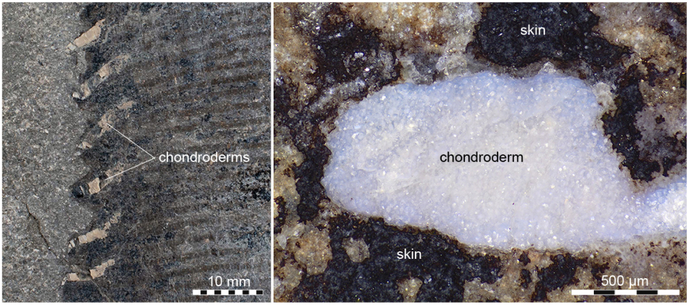 Novel cartilaginous integumentary structures. To the left, light micrograph of the crenulated trailing edge in SSN8DOR11. Note that each serration is supported by a centrally located chondroderm. To the right, magnified image of a distal chondroderm. Novel cartilaginous integumentary structures. To the left, light micrograph of the crenulated trailing edge in SSN8DOR11. Note that each serration is supported by a centrally located chondroderm. To the right, magnified image of a distal chondroderm.